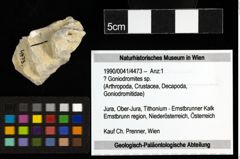 Foto (Objekt + Etiketten) von ? Goniodromites sp. 